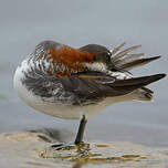 Phalarope à bec étroit