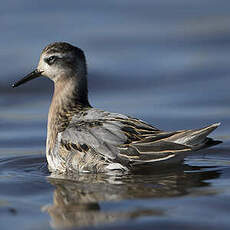 Phalarope à bec large