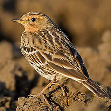 Pipit à gorge rousse