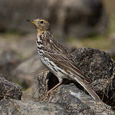 Pipit à gorge rousse