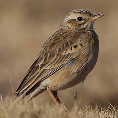 Pipit africain