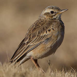 Pipit africain