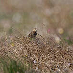 Pipit de Richard