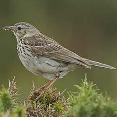 Pipit farlouse