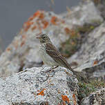 Pipit spioncelle