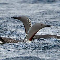 Plongeon catmarin