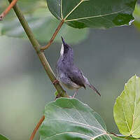 Prinia à gorge blanche