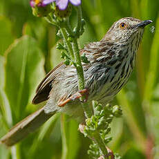 Prinia du Karroo