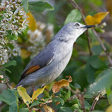 Prinia grise