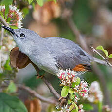 Prinia grise