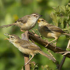 Prinia modeste