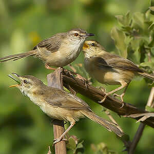 Prinia modeste
