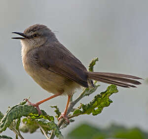 Prinia modeste