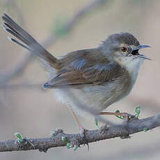 Prinia modeste