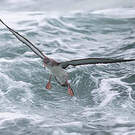 Puffin de Scopoli