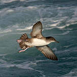 Puffin des Baléares