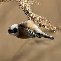 Rémiz penduline