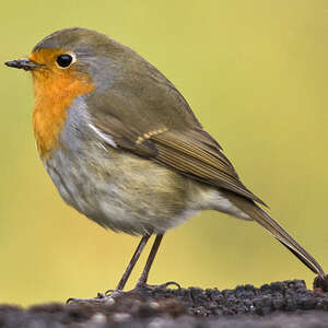 Le rouge-gorge est-il un oiseau migrateur ? - Notre Nature