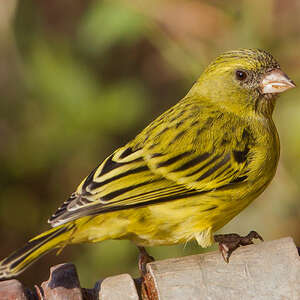 Serin à calotte jaune