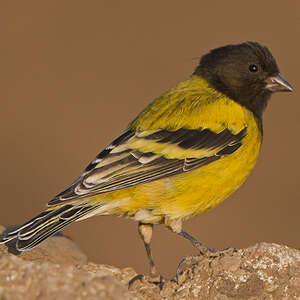 Serin à tête noire