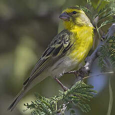 Serin à ventre blanc