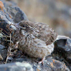 Serin d'Ankober