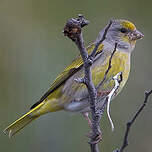 Serin du Cap