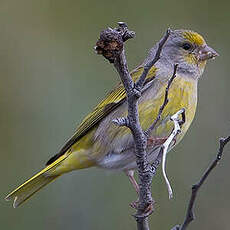 Serin du Cap