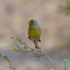 Serin du Cap