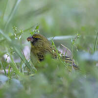 Serin forestier