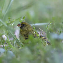 Serin forestier