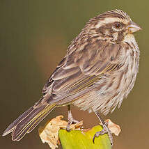 Serin strié