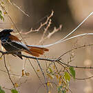 Tchitrec d'Afrique