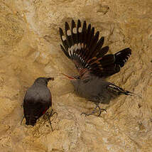 Tichodrome échelette