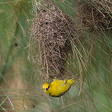 Tisserin de Pelzeln