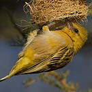 Tisserin minule