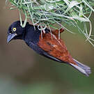Tisserin noir et marron