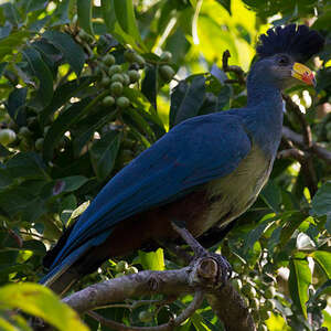 Touraco géant