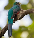 Trogon narina