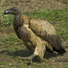 Vautour africain