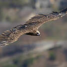 Vautour moine