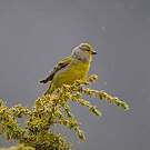 Venturon montagnard