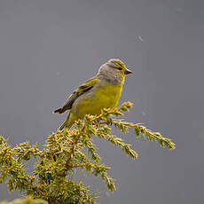 Venturon montagnard