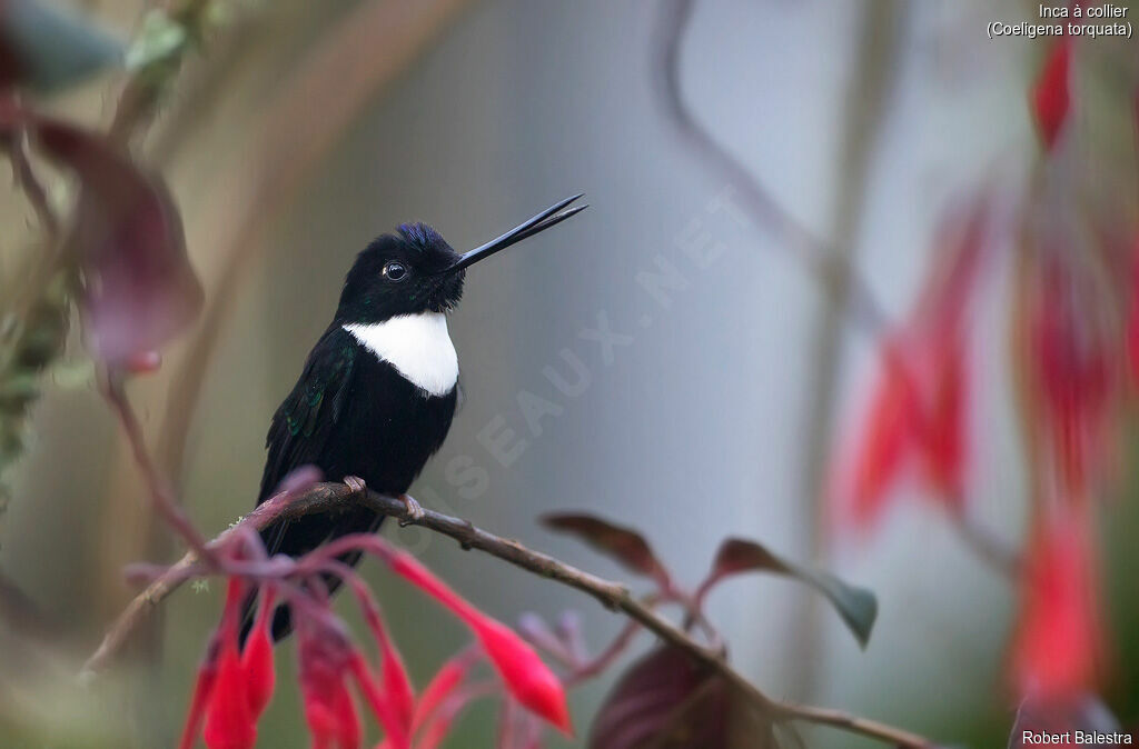 Collared Inca