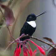 Collared Inca