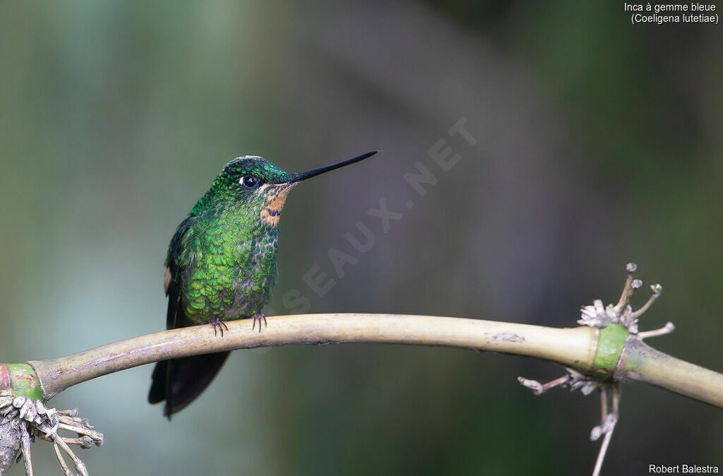 Buff-winged Starfrontlet