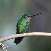 Buff-winged Starfrontlet