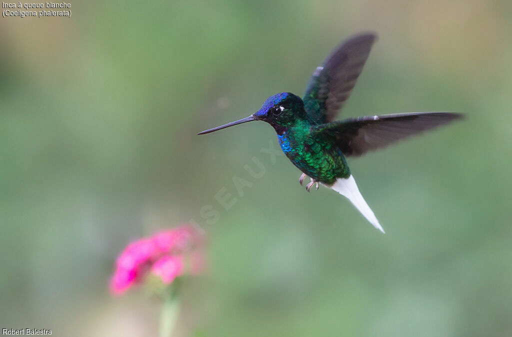 White-tailed Starfrontlet