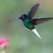 White-tailed Starfrontlet