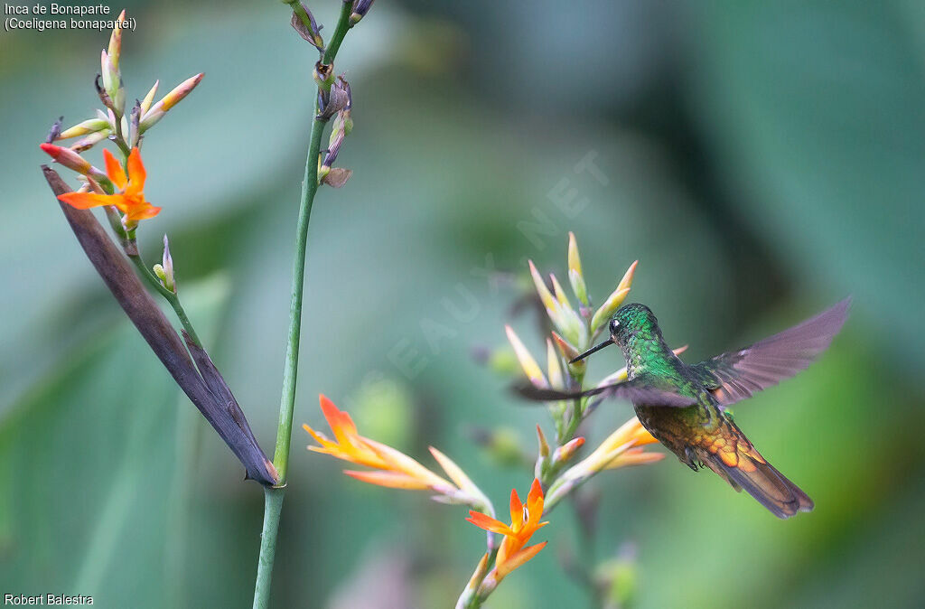 Golden-bellied Starfrontlet